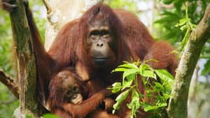Red Ape: Saving the Orangutan — foto 3
