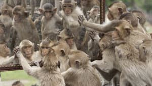 Monkey Planet — foto 3