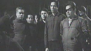 القط الأسود — foto 1