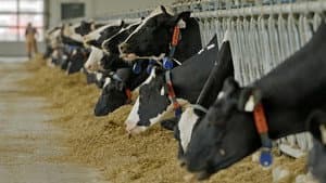 Episodio 31