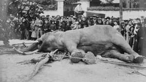 La Tragique Histoire de Fritz l'éléphant — foto 8