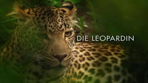 Die Leopardin — foto 1