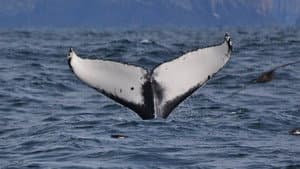 Britain's Whales and Sharks — foto 2