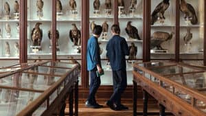 Langue des oiseaux — foto 2