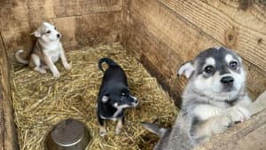 犬と戦争: ウクライナで私が見たこと — foto 1