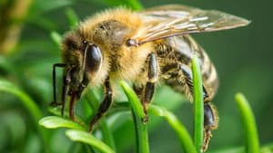 Im Wald der wilden Bienen — foto 1