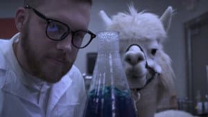 Alpacalypse — foto 1