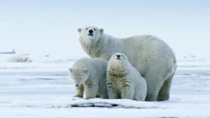 The Arctic: Our Last Great Wilderness — foto 1