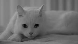 O Homem O Gato O Besouro — foto 1