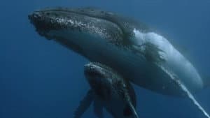 Des baleines, des tortues et des hommes — foto 1