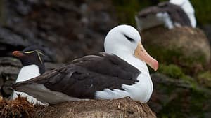 Albatros et gorfou, une fable australe — foto 1