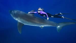 Saving Jaws — foto 6