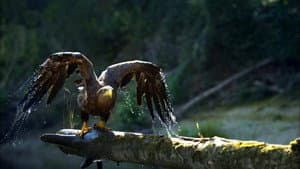 Danube: Europe's Amazon — foto 2