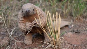 World's Greatest Animal Encounters — foto 1
