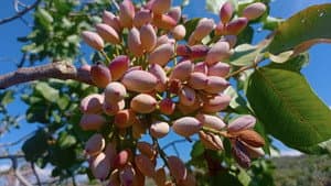 Raccolta del pistacchio di Bronte D.O.P. — foto 1