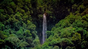 Tropical Rainforest — foto 3