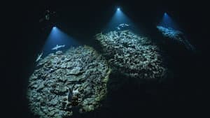 700 requins dans la nuit — foto 2