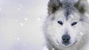 Ice Dogs: The Only Companions Worth Having — foto 1