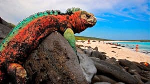 The Dragons of Galapagos — foto 1