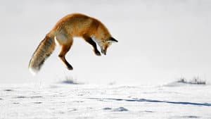 Great Yellowstone Thaw — foto 12