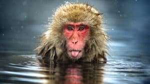 Monkey Planet — foto 1