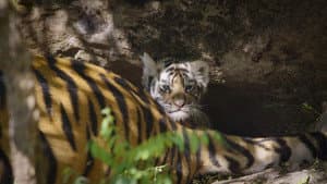 Tigres — foto 6