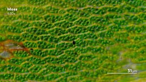 Journey to the Microcosmos — foto 11