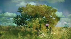 Phainesthai — foto 2