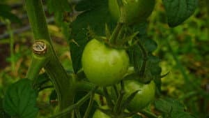 The Happy Pear: Living Like You're Going To Die — foto 5
