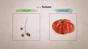 Food Evolution — foto 5