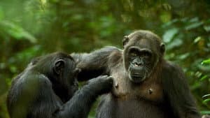 The Mating Game — foto 9
