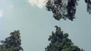 Fortini/Cani — foto 7
