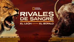 Blood Rivals: Lion vs Buffalo — foto 7