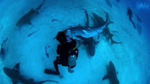 Shark Dive — foto 4