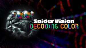 Spider Vision: Decoding Color — foto 1