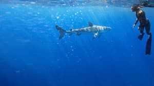 Maui Shark Mystery — foto 3