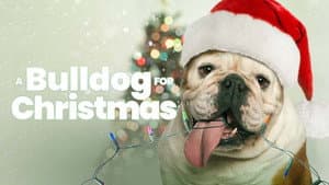 A Bulldog for Christmas — foto 4