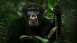 El imperio de los chimpancés — foto 5