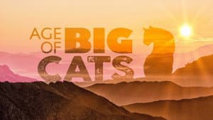 Age of Big Cats — foto 1