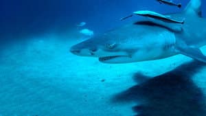 Sky Sharks — foto 5