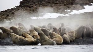 Siberia's Wild Year — foto 1