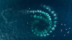 Les Gardiennes de la planète — foto 4