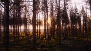 Jag vill se Gällivare brinna — foto 4