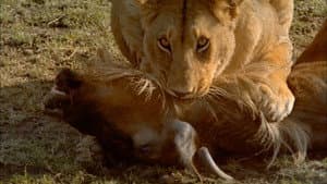 Africa: The Serengeti — foto 3