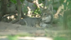 Wolf — foto 2