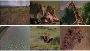 Africa: The Serengeti — foto 2