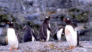 The Penguin Counters — foto 1