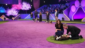 2022 American Rescue Dog Show — foto 5