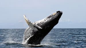 Ocean Giants — foto 1