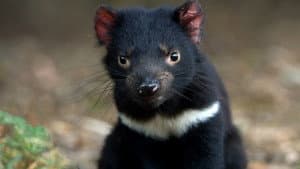 Living with Devils — foto 1